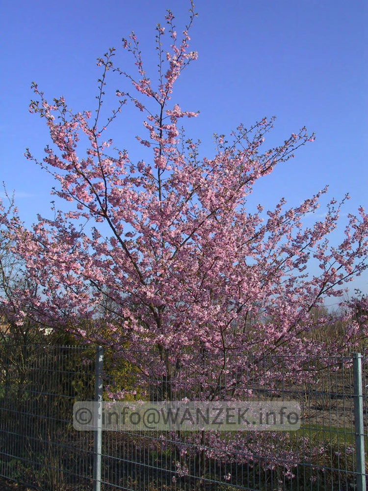 Prunus sargentii Accolade 06.jpg